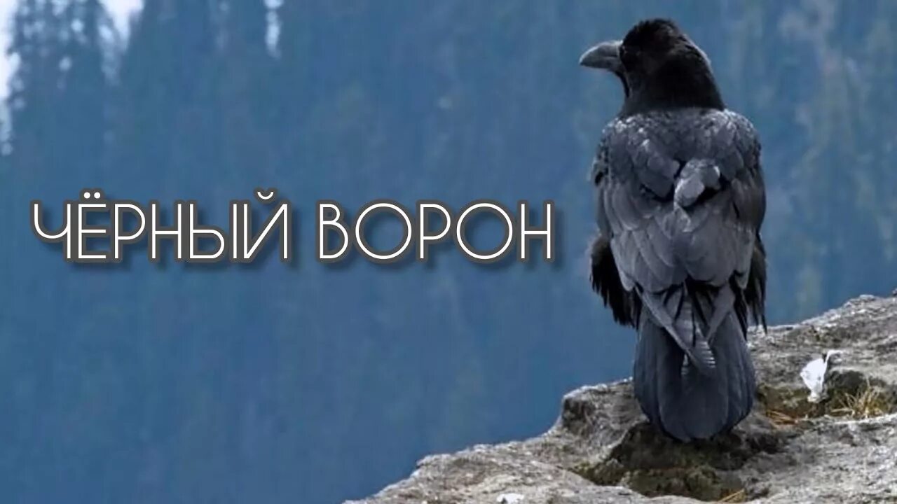 Песня черный ворон исполнение. Чёрный ворон песня. Чёрный ворон Казачья. Чёрный ворон песня песня. Чёрный ворон хор Валаамского монастыря.