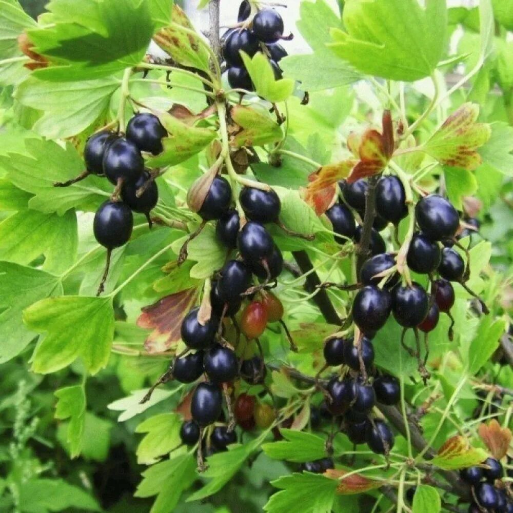 Смородина золотистая (ribes Aureum). Смородина золотистая Мускат.