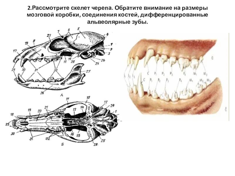 Череп млекопитающих. Строение черепа млекопитающих. Скелет черепа млекопитающих. Строение зубов млекопитающих.