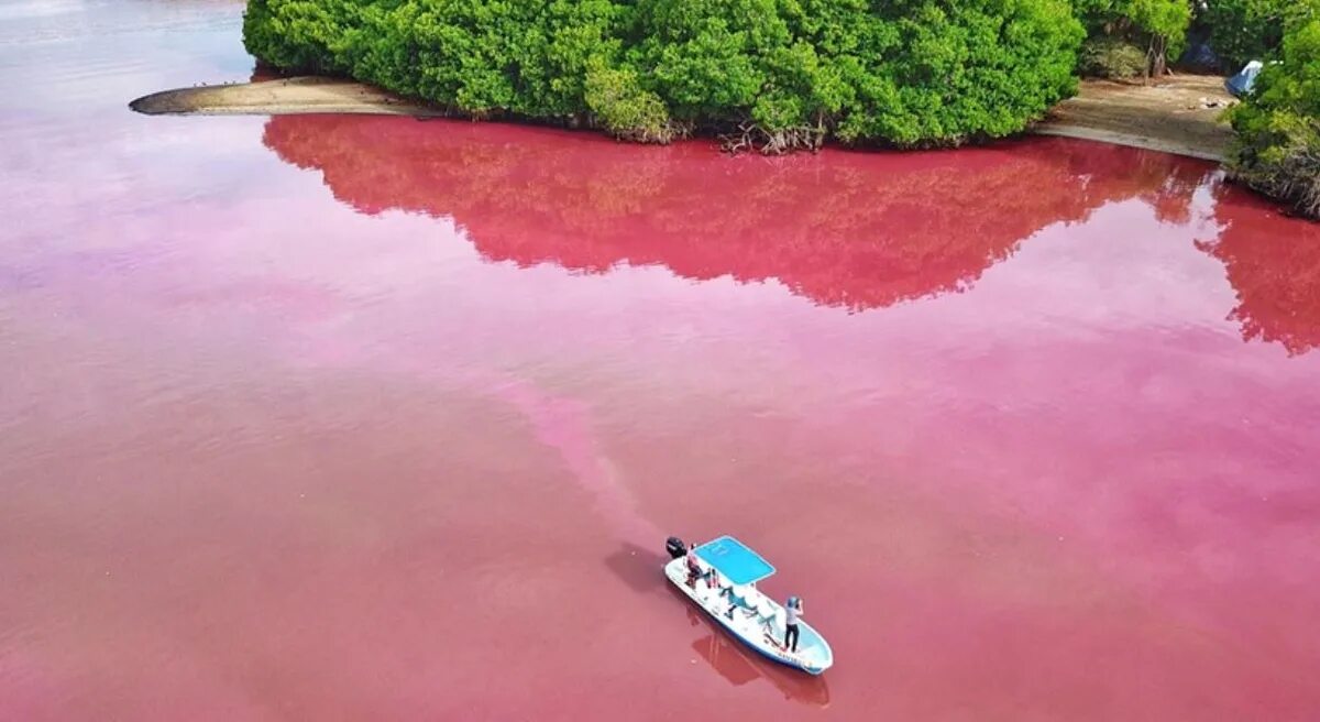 Розовые озера Мексика. Озеро Хиллер Австралия купание. Розовое озеро ядовитое. Ядовито розовый. Водоем который окрашивается в нежно розовый цвет