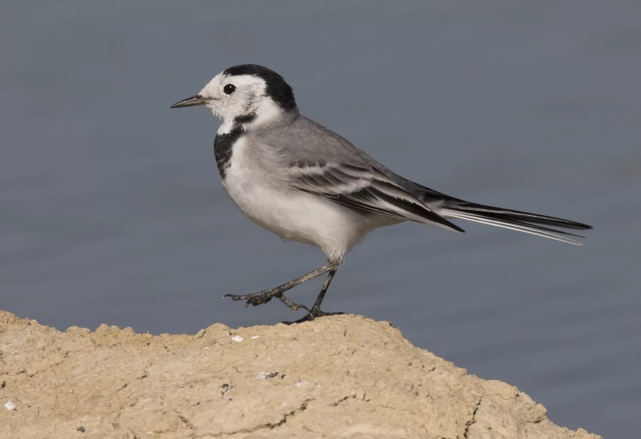 Трясогузка. Белая трясогузка самка. Трясогузка в удмуртии. Трясогузка луговая. Трясогузка ареал обитания.