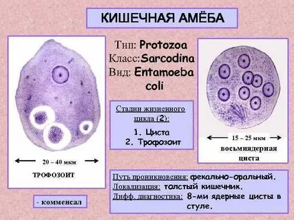 Амеба антитела