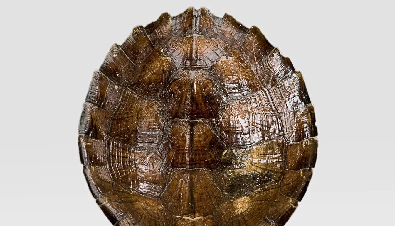 Резьба по дереву черепаха. Артикул Primiero Turtle. Turtle Shell and insect Shell.