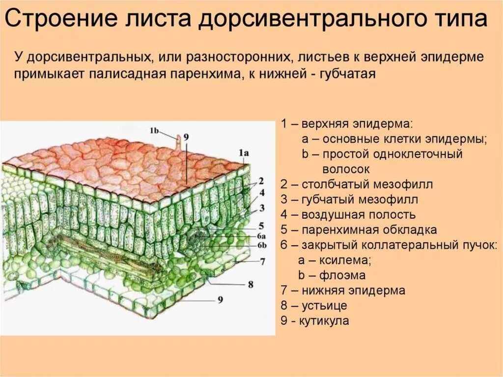 Слой клеток листа. Ткани растений эпидерма. 3 Слоя эпидерма. Поперечное сечение листа верхний слой эпидермы. Клеточное строение листовой пластинки.