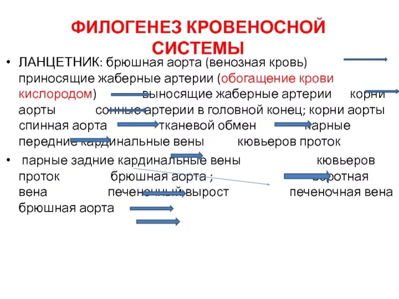 Строение филогенеза. Филогенез. Филогенез кровеносной. Филогенез это в биологии. Филогенез хордовых кровеносная система ланцетника.