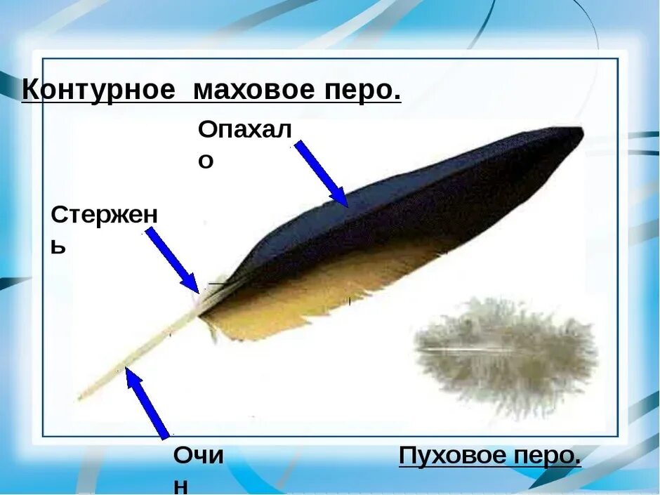 Особенности пухового пера у птиц. Строение пера. Контурное перо. Контурное перо птицы. Перья маховые и пуховые.