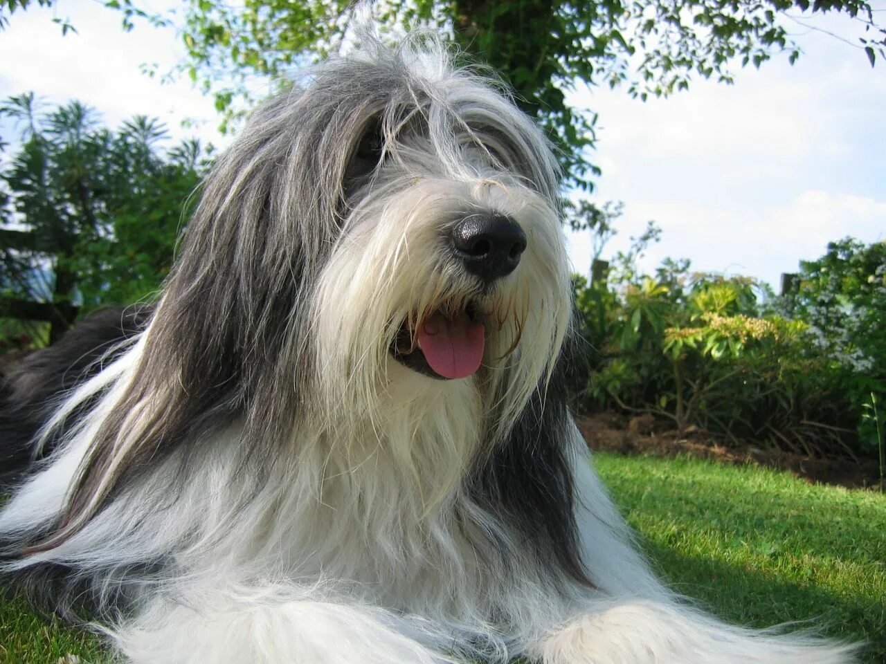 28 Exotic Dog Breeds We All Need In Our Life Right Now Dandie dinmont terrier, R
