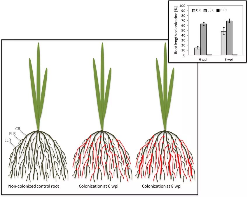 Морфология дерева. Фитофтора туи корень. Строение зуба. Корневая система кукурузы. Фитофтора туи смарагд.