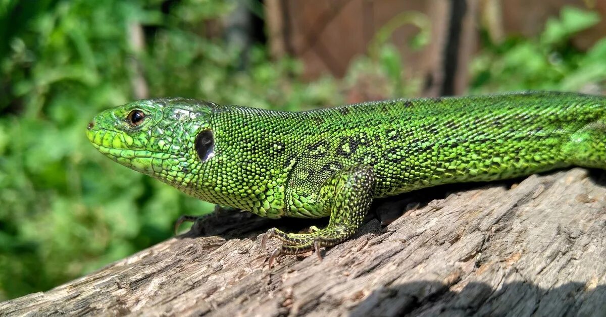 Пресмыкающееся сканворд. Ящерица прыткая (лат. Lacerta Agilis). Прыткая ящерица Lacerta Agilis. Ящерица прыткая горнокрымская. Ящерица Линдгольма.