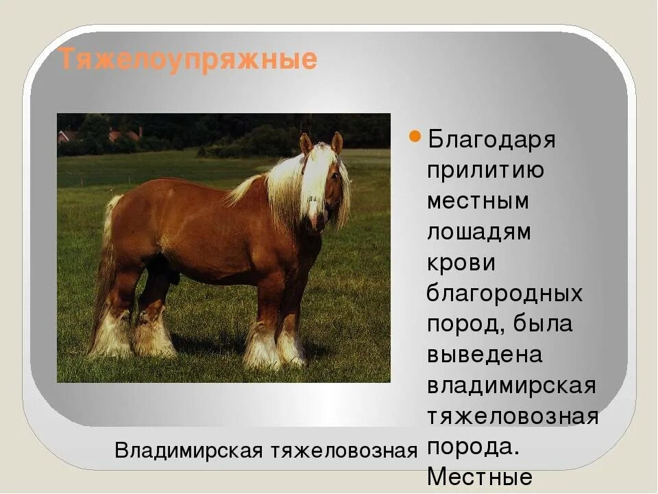 Описание лошадки. Породы лошадей с фотографиями. Породы коней названия. Породы лошадей характеристика. Прюороды лошадей.