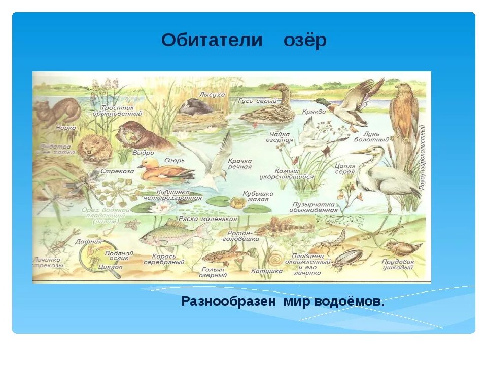 Сообщество озеро 3 класс. Обитатели озера. Обитатели природных сообществ. Обитатели озер и прудов. Обитатели сообщества озера.