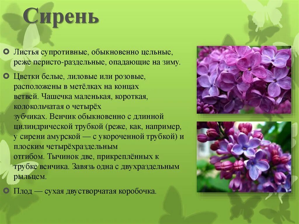 Цветущая сирень как пишется. Сирень для презентации. Легенда о сирени. Сирень описание. Описать сирень.