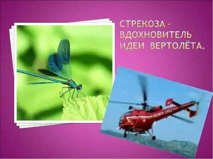 Стрекоза сравнение