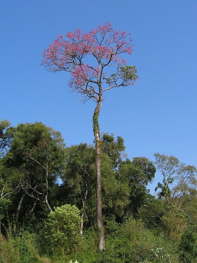 Деревья в южной америке названия. Tabebuia avellanedae. Дерево тахибо. Лапачо дерево. Дерево арагуаней Южной Америки.