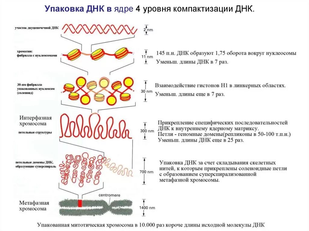 Спирализация хромосом это. Уровни упаковки хроматина в ядре клетки. Уровни компактизации ДНК В хромосоме. 4 Уровень компактизации ДНК.