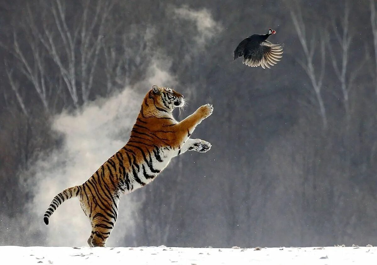 Тигр бежит. Тигр бегает. Амурский тигр бежит. Тигр на бегу.