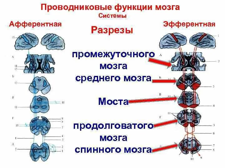 Картинки ПРОВОДНИКОВАЯ ФУНКЦИЯ