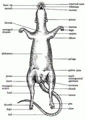Крысы строение тела самца. Строение крысы анатомия. Анатомия конечностей крысы. Серая крыса строение