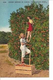 Fl vintage