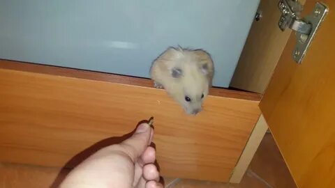 Что если убежал хомяк