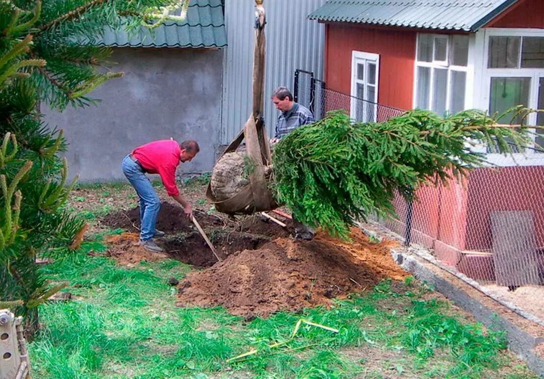 Крупномеры с7. Посадка деревьев крупномеров. Посадка крупномеров туи осенью. Сосна обыкновенная крупномер. Посадка больших деревьев участке.