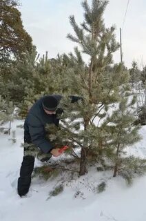 Рубка елей
