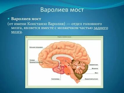 Что такое мост в головном мозге