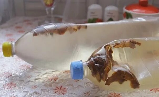 Сок березовый в бутылках с изюмом пластиковых. Березовый сок квас с изюмом в пластиковых бутылках. берёзовый сок с изюмом в пластиковых бутылках. квас с березового сока с изюмом в бутылках. квас из березового сока.