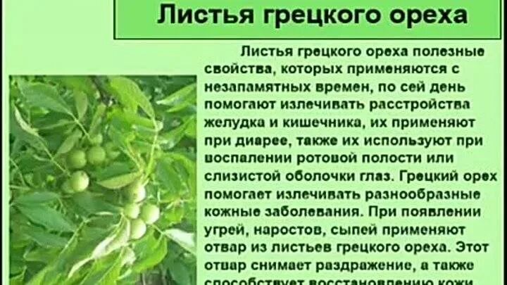 Применение листьев ореха. Лист грецкого ореха полезные. листья грецкого ореха полезные свойства. лист грецкого ореха полезные свойства и применение. грецкий орех лист.