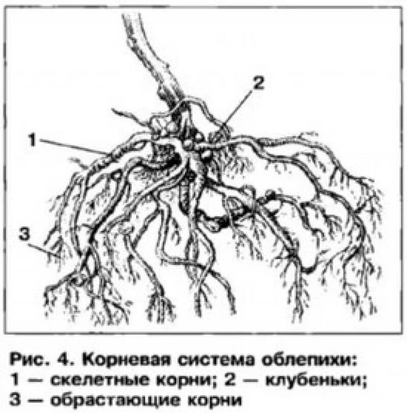 Сирень корневая. Корневая система сирени схема. Корневая система облепихи схема. Облепиха строение корня. Корневая система сирени обыкновенной.