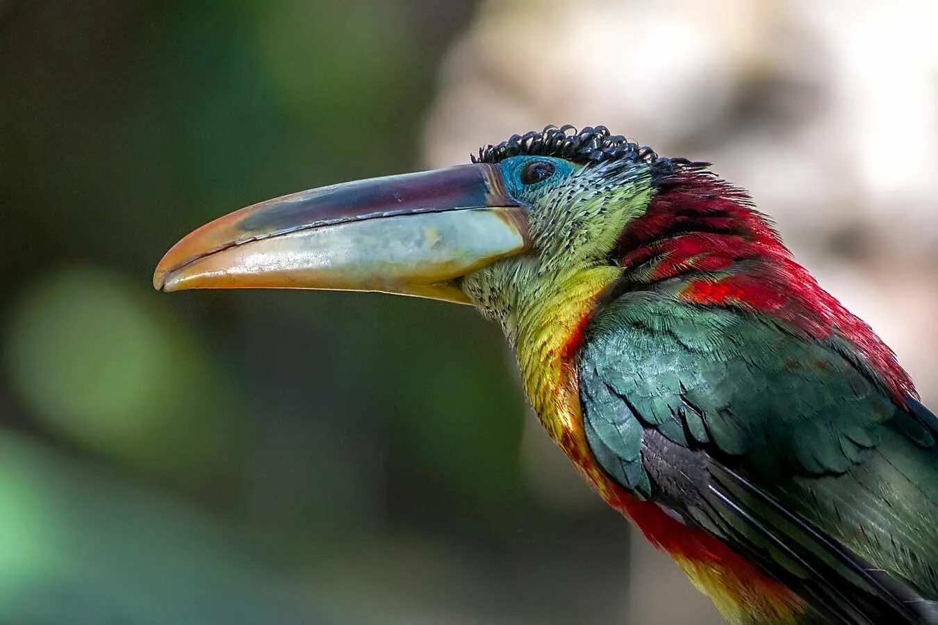 Гайана птицы. Птица обитающая в южной америке. Гоацин птенец. Тукан сельвы южной америки. Птица крачка-инка фото.