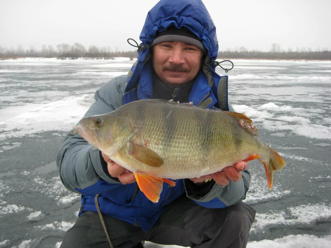 большеротый окунь. рыбалка на большого окуня. окунь. рыбалка на большого окуня. ловля крупного окуня на спиннинг.