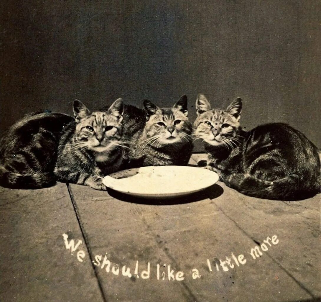 самого 1 кота. кошка породы саванна ашера. первая фотография кота. кот фрэнк и луи. самого 1 кота.