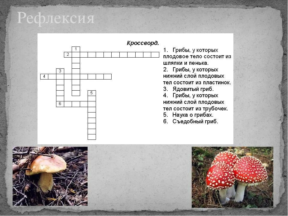 Кроссворд по теме царство грибы биология 5 класс. Кроссворд по биологии 5 класс на тему грибы. Кроссворд про грибы. Кроссворд про грибы с ответами. Кроссворд беспозвоночных животных