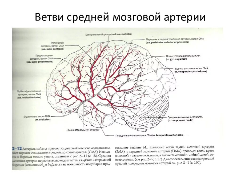 Артерии среднего мозга