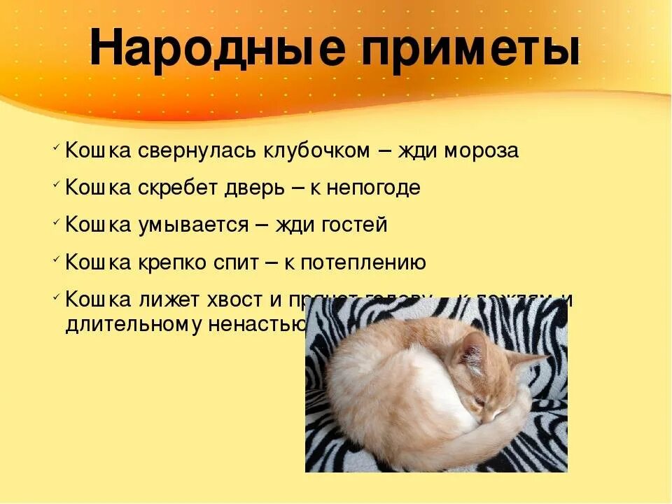 Кот ушел из дома приметы. Народные приметы про кошек. примета кошка спит. приметы про кошек и котов. приметы про кошек в доме.