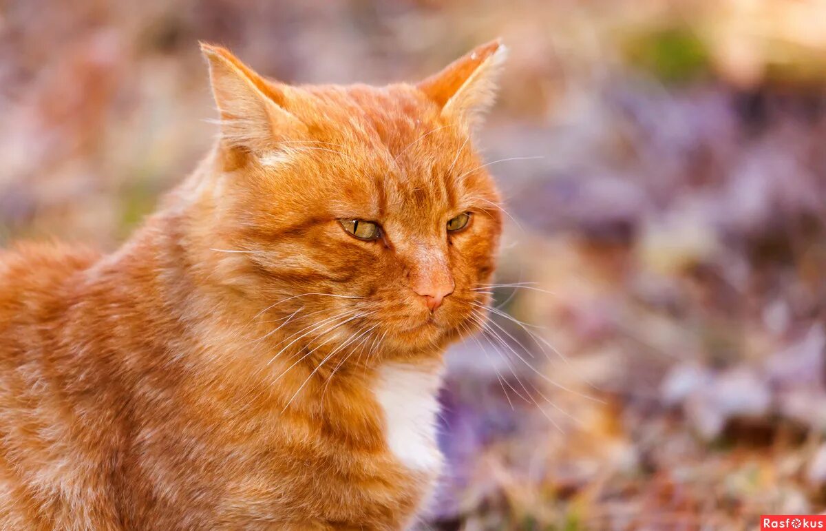 сибирская кошка рыжая короткошерстная. рыжик. рыжик боровой. скачай рыжика. скачай рыжика.