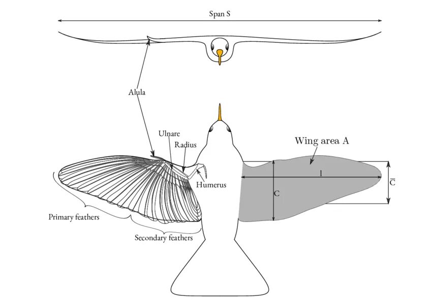 Wing span. Alula чертежи. sloper wing чертеж. алула у птиц. алула из потолочки.