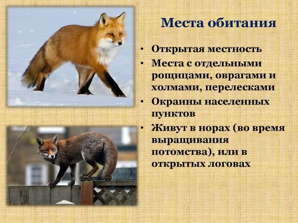 Условия обитания лисицы обыкновенной