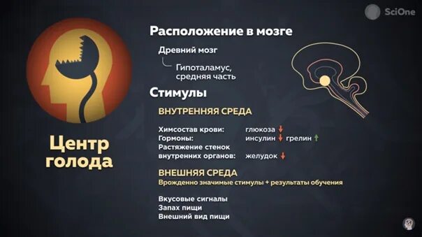 Гормон насыщения. Гормон сытости и голода. Гормоны голода и насыщения. Какой гормон отвечает за голод. Гормон голода 6