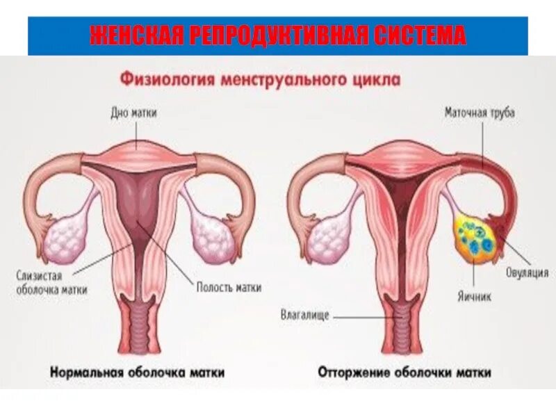 Женская репродуктивная система. Женская репродуктивная система анатомия. Физиология женских репродуктивных органов. Схема женской репродуктивной системы.