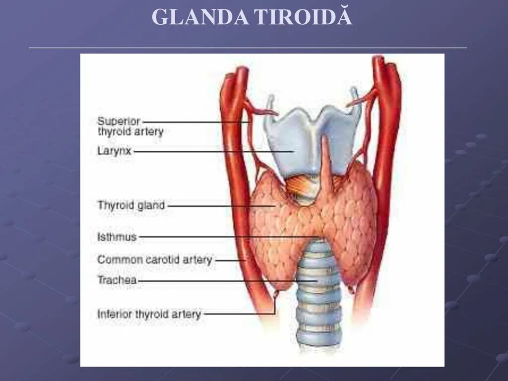 Физиология щитовидной железы. Функции щитовидной железы. Кровоснабжение щитовидной железы.