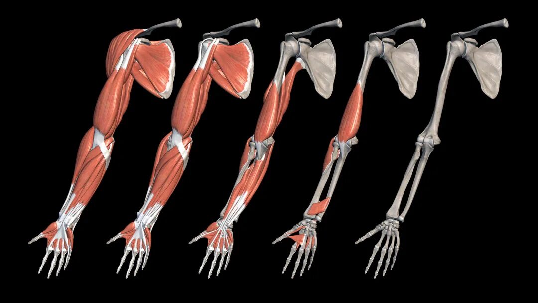 Анатомия предплечья 3д мышцы. 3д анатомия мышцы кости. Мышцы кисти референс.