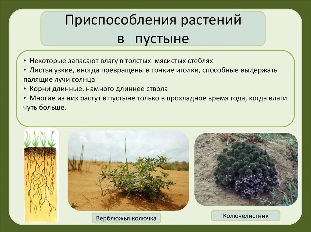 Приспособления растений в пустыни и полупустыни.. Приспособление растений к условиям пустыни. Приспособления растительного и животного пустыни. Адаптация растений в пустыне.