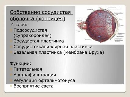 Собственная оболочка