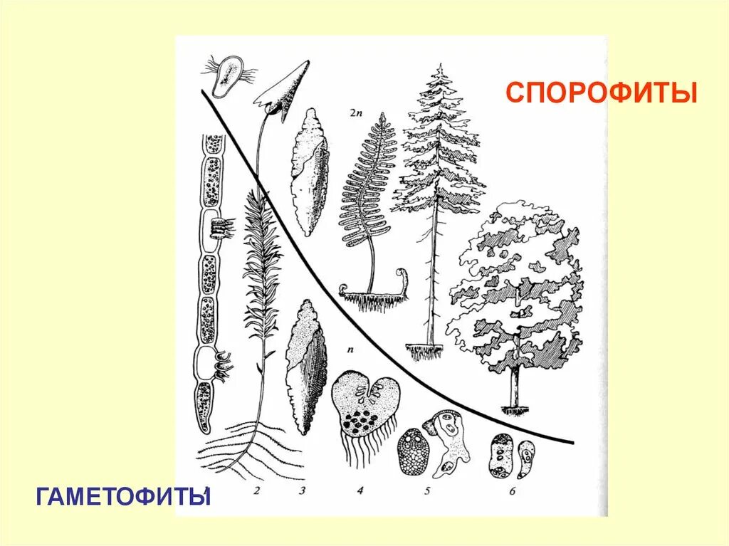 Гаметофит и спорофит. Спорофит и гаметофит у растений. Схема изменения гаметофита и спорофита в процессе эволюции. Гаметофиты высших растений.