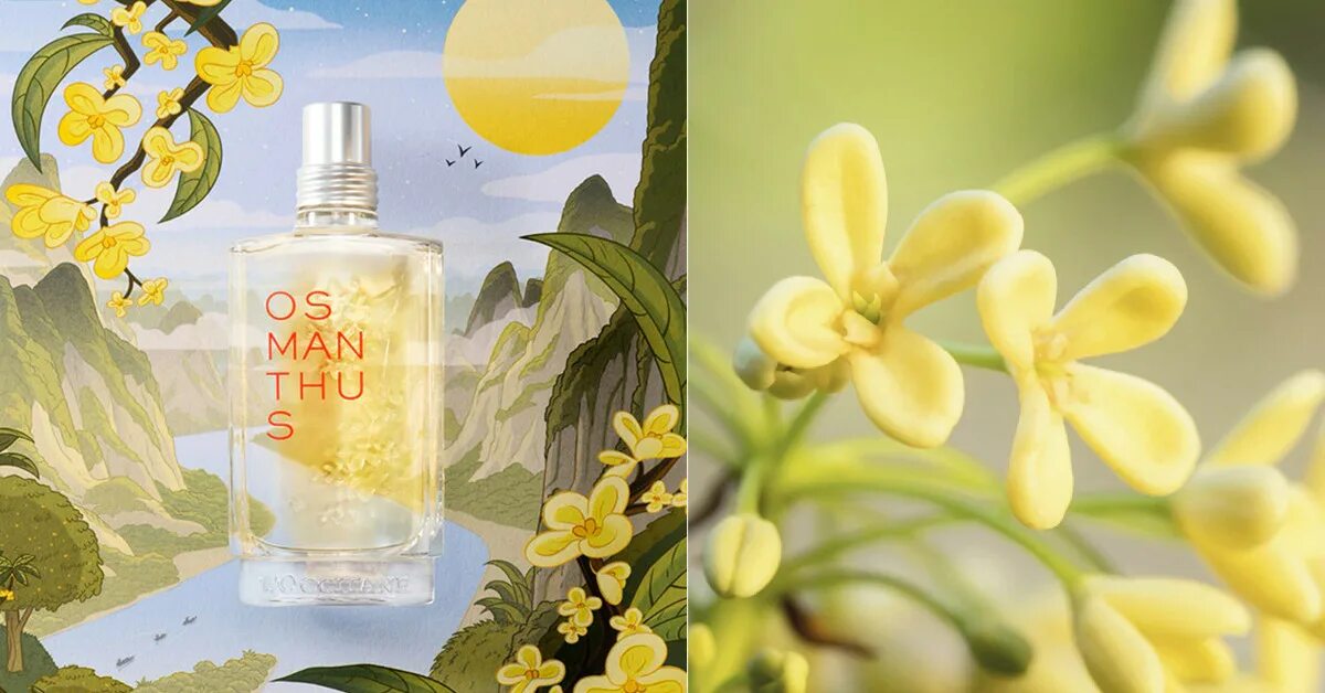 Osmanthus loccitane. Духи Osmanthus loccitane. Osmanthus локситан. Локситан туалетная вода османтус.