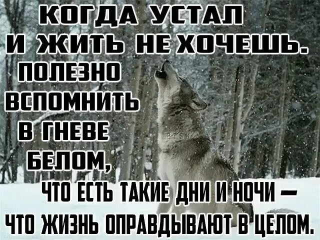 Полезно вспомнить в гневе белом. Я устала жить стихи. Волк устал от жизни. Полезно вспомнить в гневе белом что есть такие дни и ночи.