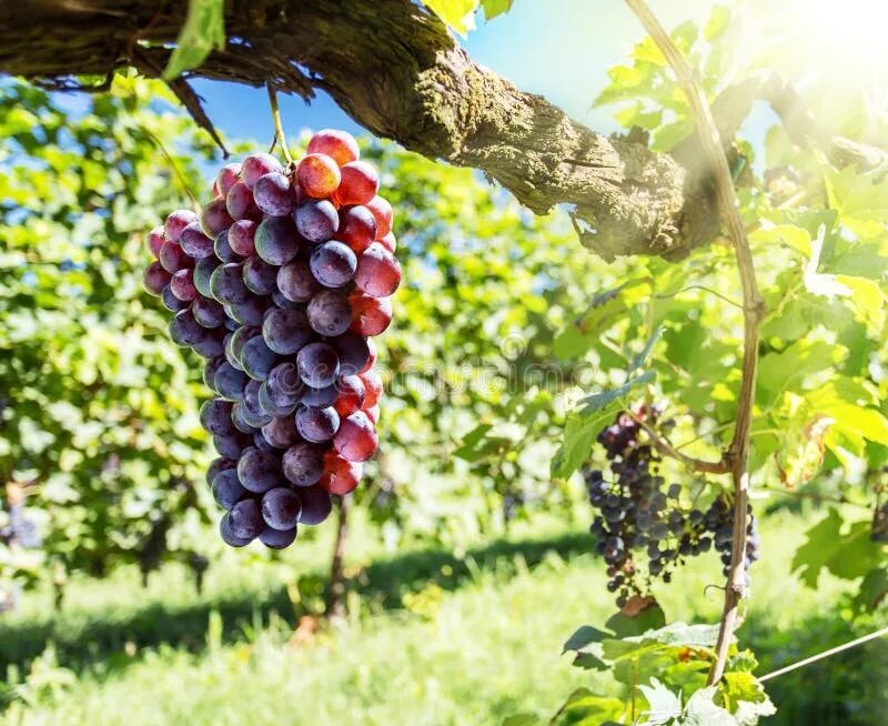 Grape vine