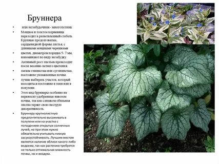 Бруннера фото и описание